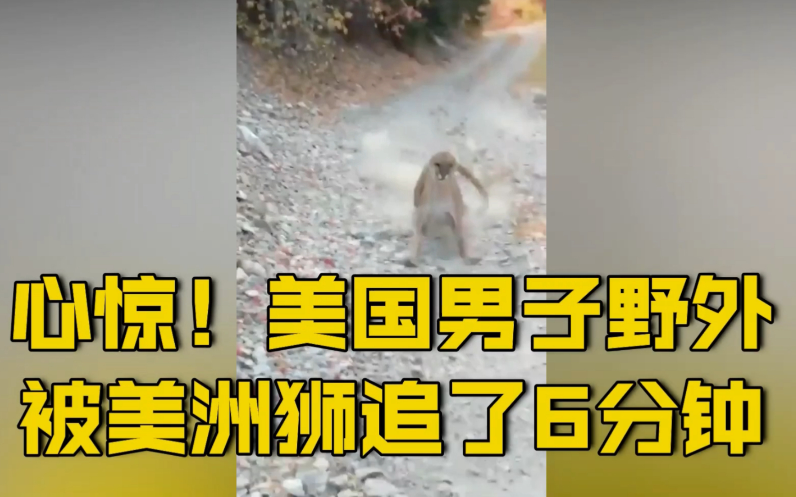 美国男子被美洲狮追逐6分钟后侥幸逃脱