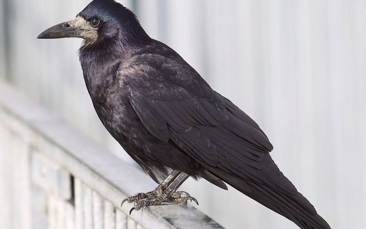 【搬运】秃鼻乌鸦的叫声(2017.06.16)