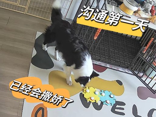 当小木按钮说"妈妈摸摸"的时候,心都要化了