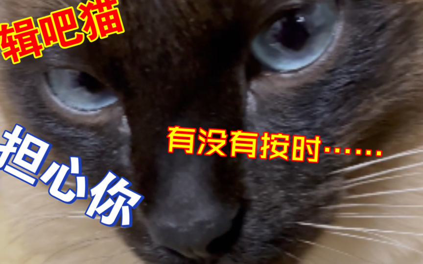 和逻辑猫的床上二三事哔哩哔哩bilibili