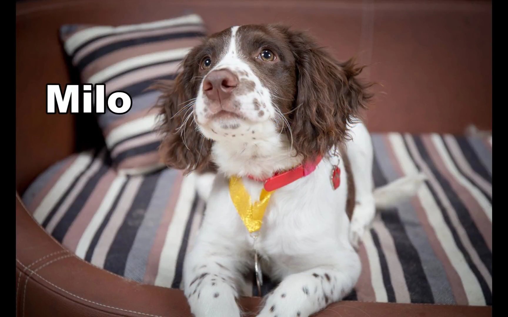 milo-springer spaniel puppy_哔哩哔哩 (゜-゜)つロ 干杯~-bilibili