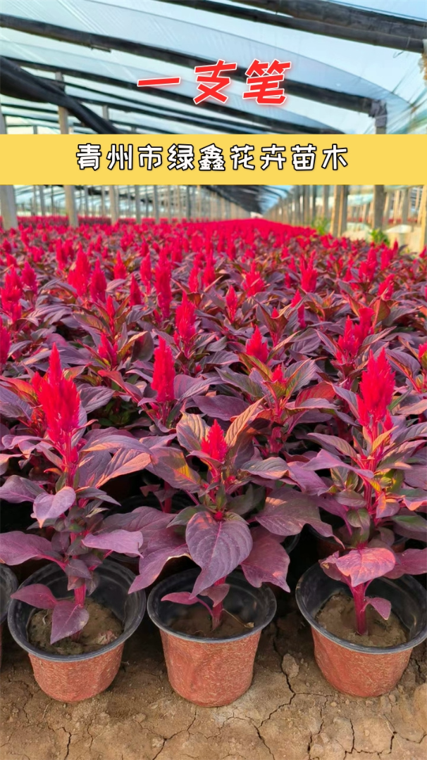 一支笔出售为草花生长提供理想环境.发货迅速.