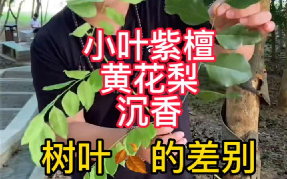 [图]小叶紫檀，黄花梨，沉香树叶的分别，带您认识一下。