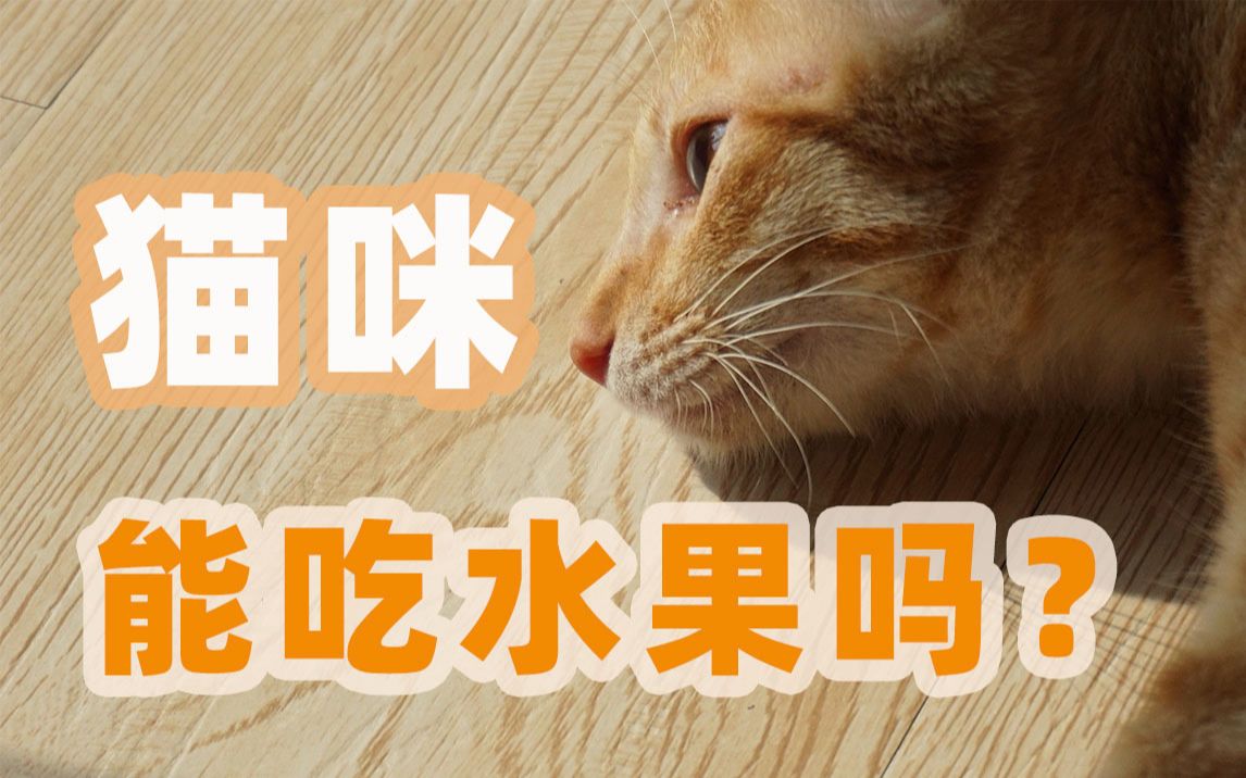 猫咪能吃水果吗??凶猛橘猫吃完水果大餐秒变温柔小奶猫哔哩哔哩bilibili