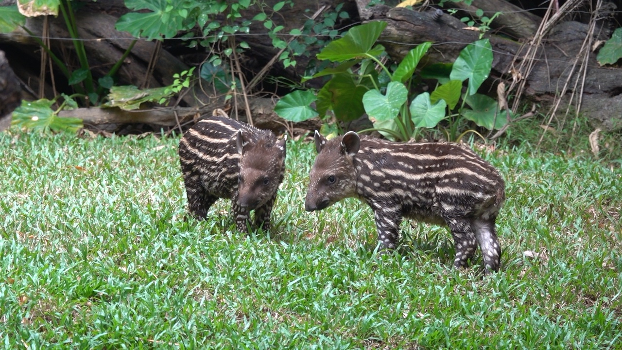 貘宝宝双胞胎,可可爱爱