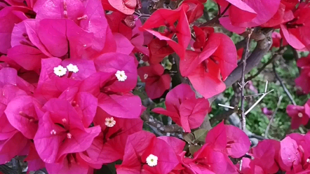 活动  北海市花三角梅