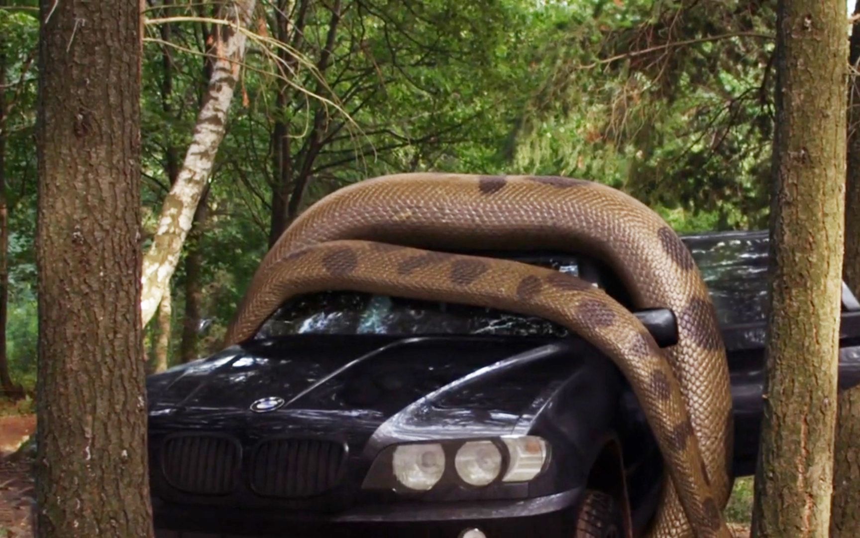 《巨鳄战狂蟒》:女孩驾车躲避巨鳄袭击,不料遇见更大的巨蟒,众人瞬间