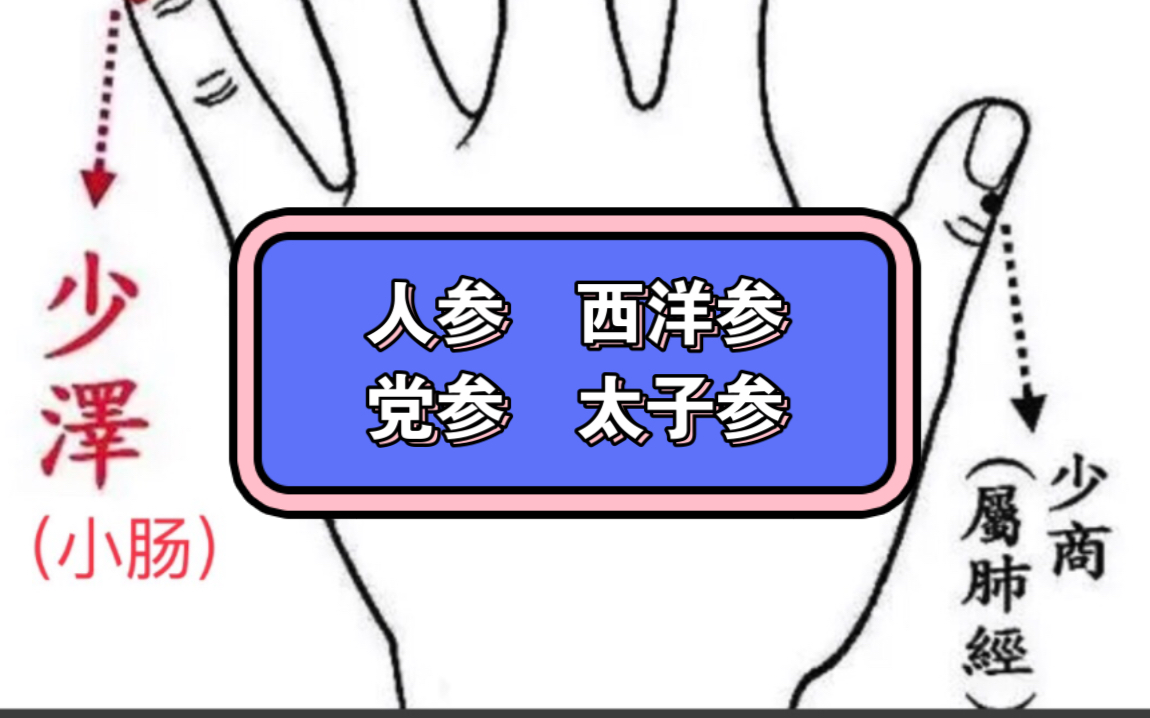 人参、西洋参(五加科);党参(桔梗科);太子参(石竹科植物异叶假繁缕的块根)哔哩哔哩bilibili