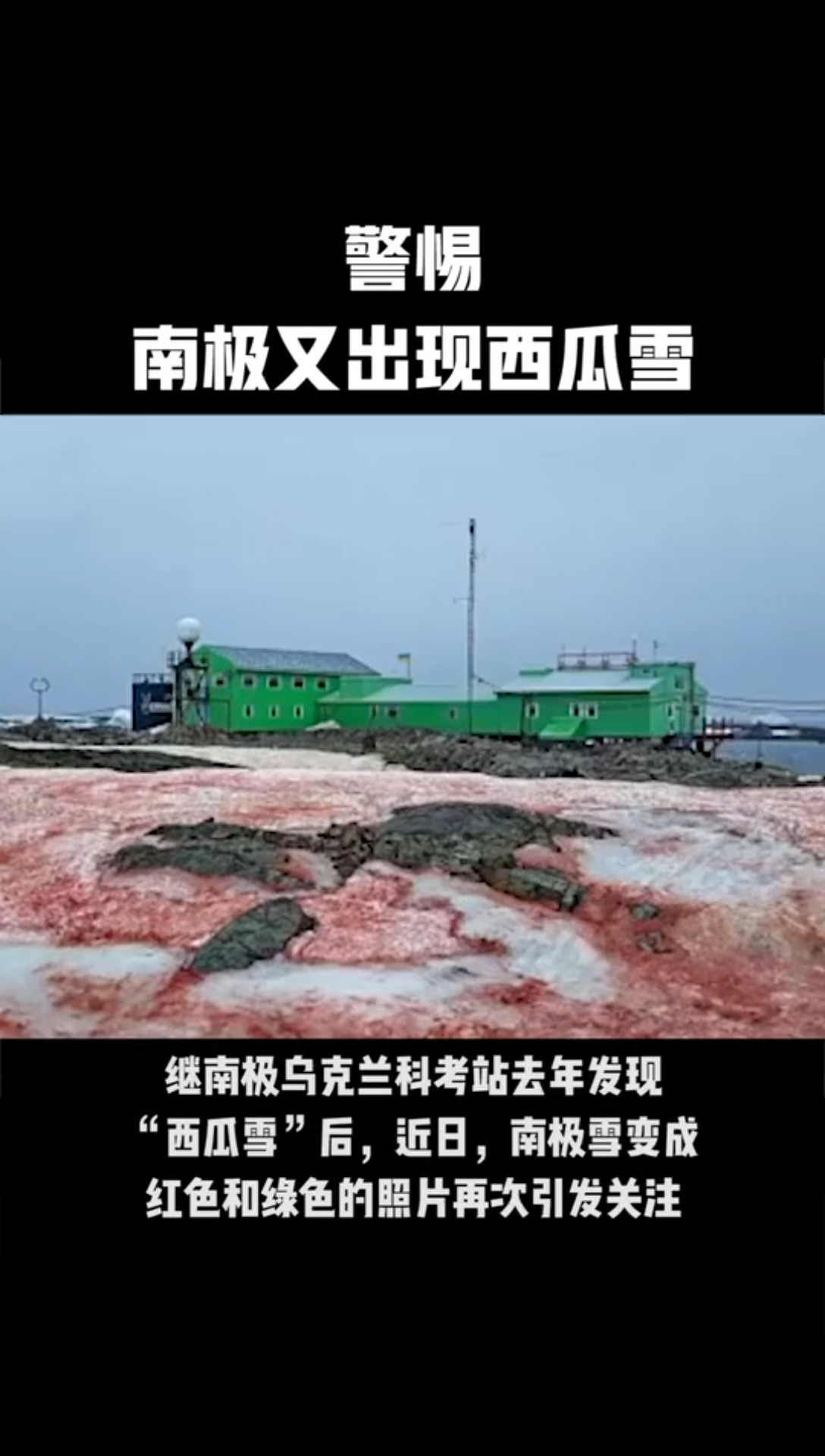 活动作品震惊南极又现粉色西瓜雪