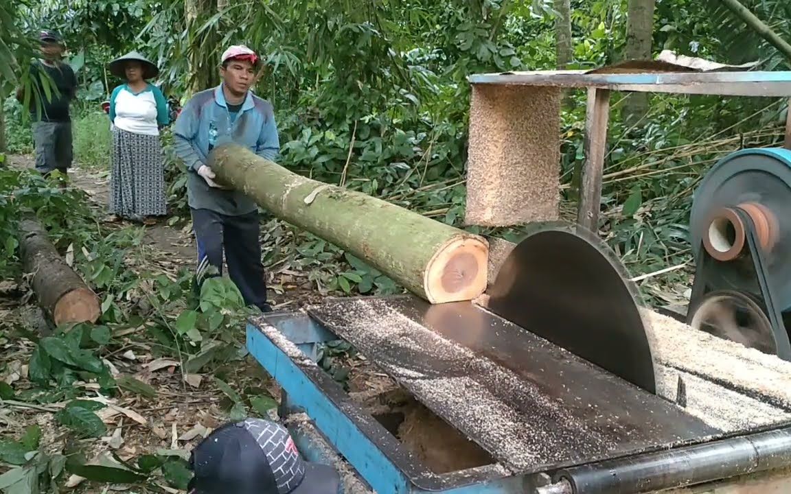 锯木厂工人野外加工锯割用于笼子材料的原木