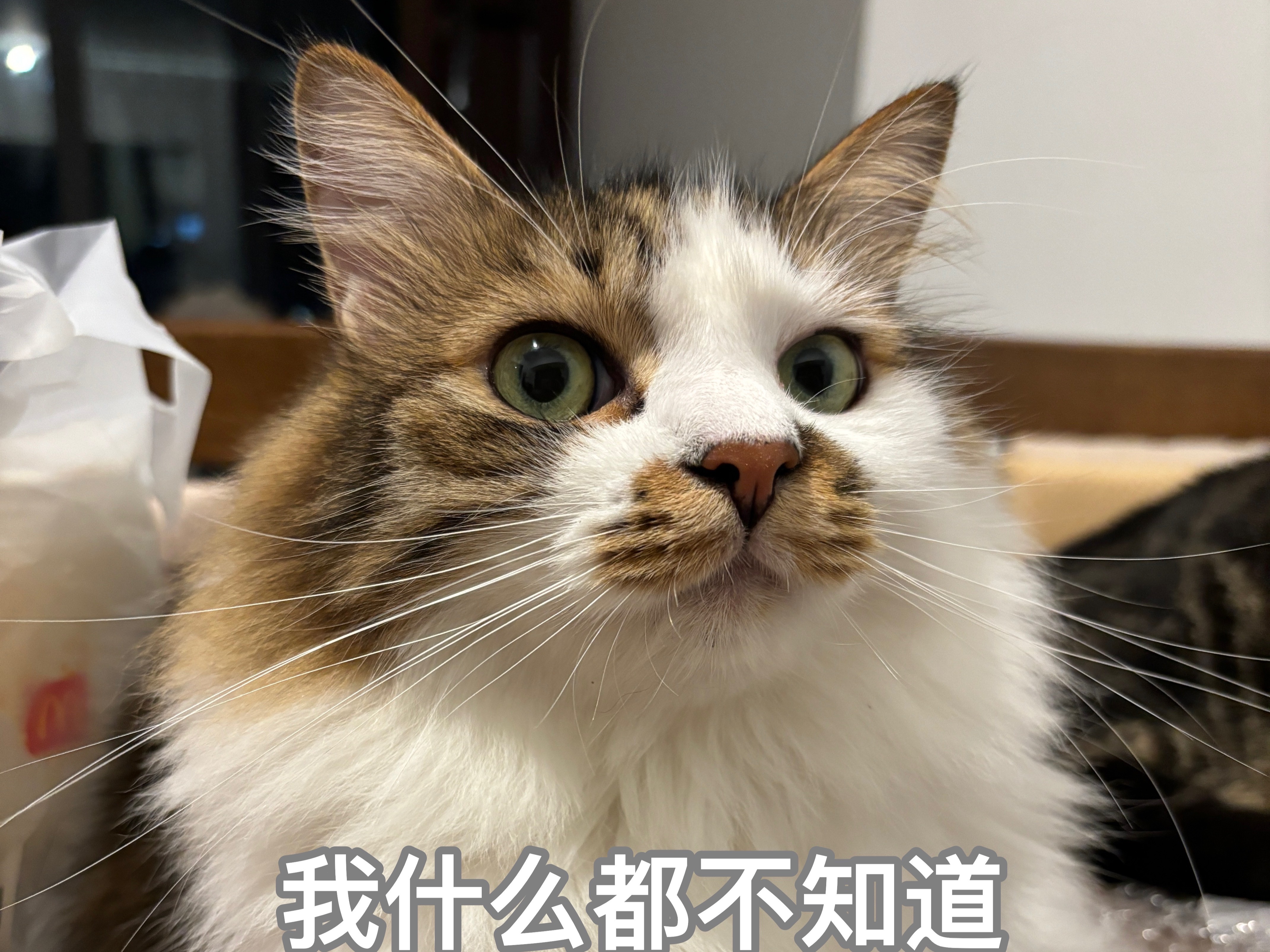 叨叨是个温和可爱的乖宝(误.