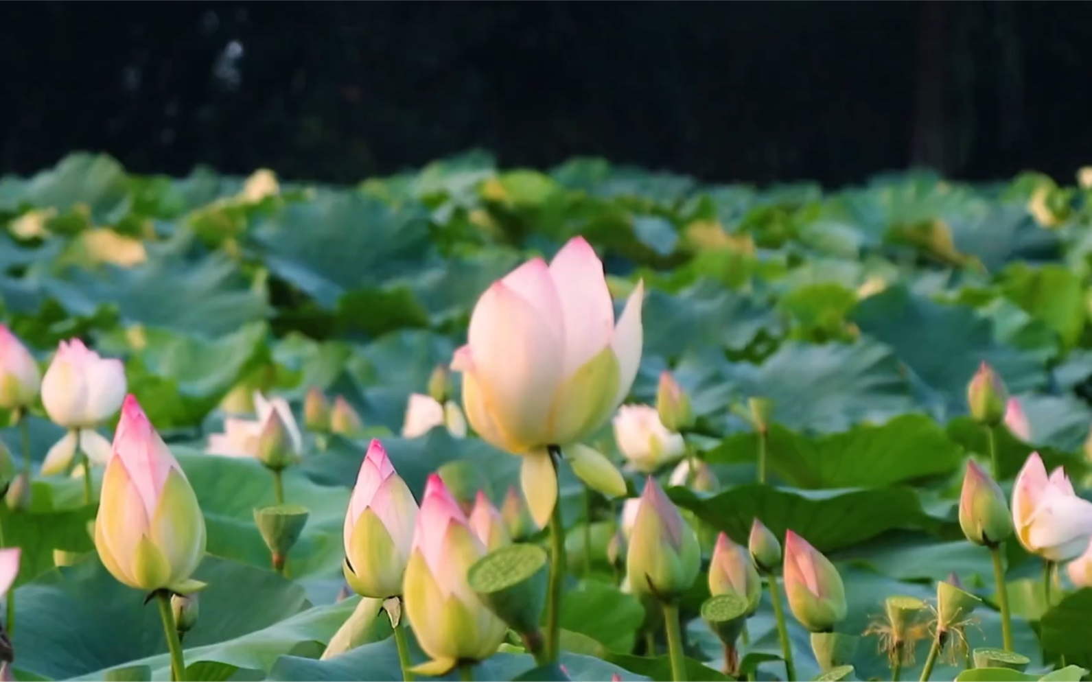 [图]夏雨和荷花的绝美，惊艳了整个夏天