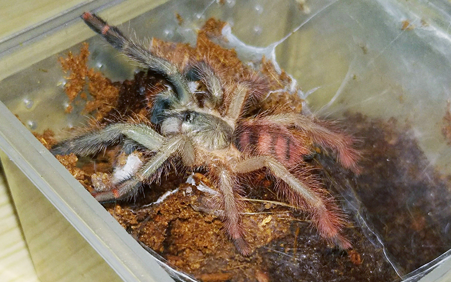 捕鸟蛛蜕皮【圭亚那红树】