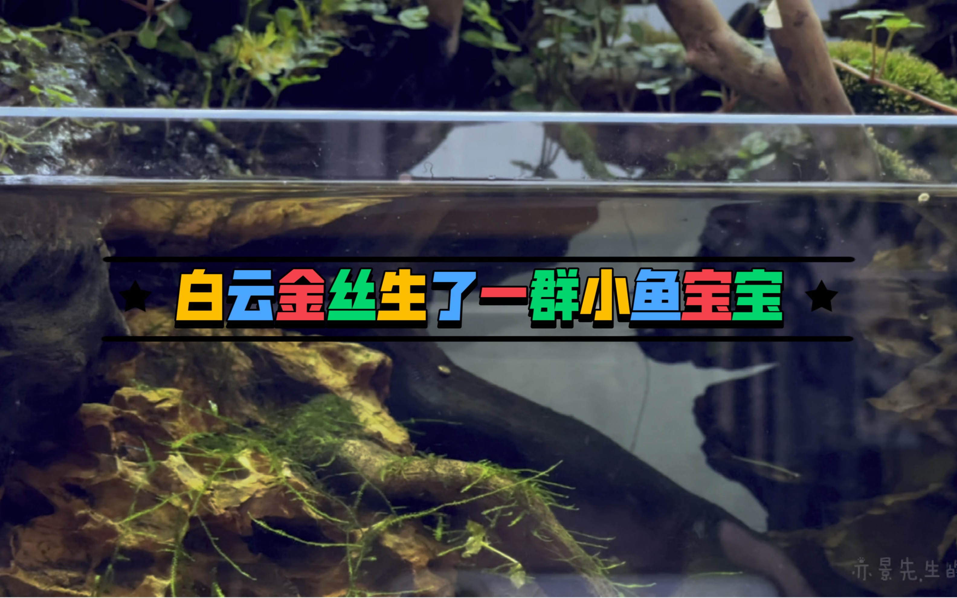 白云金丝生了一群小金丝宝宝