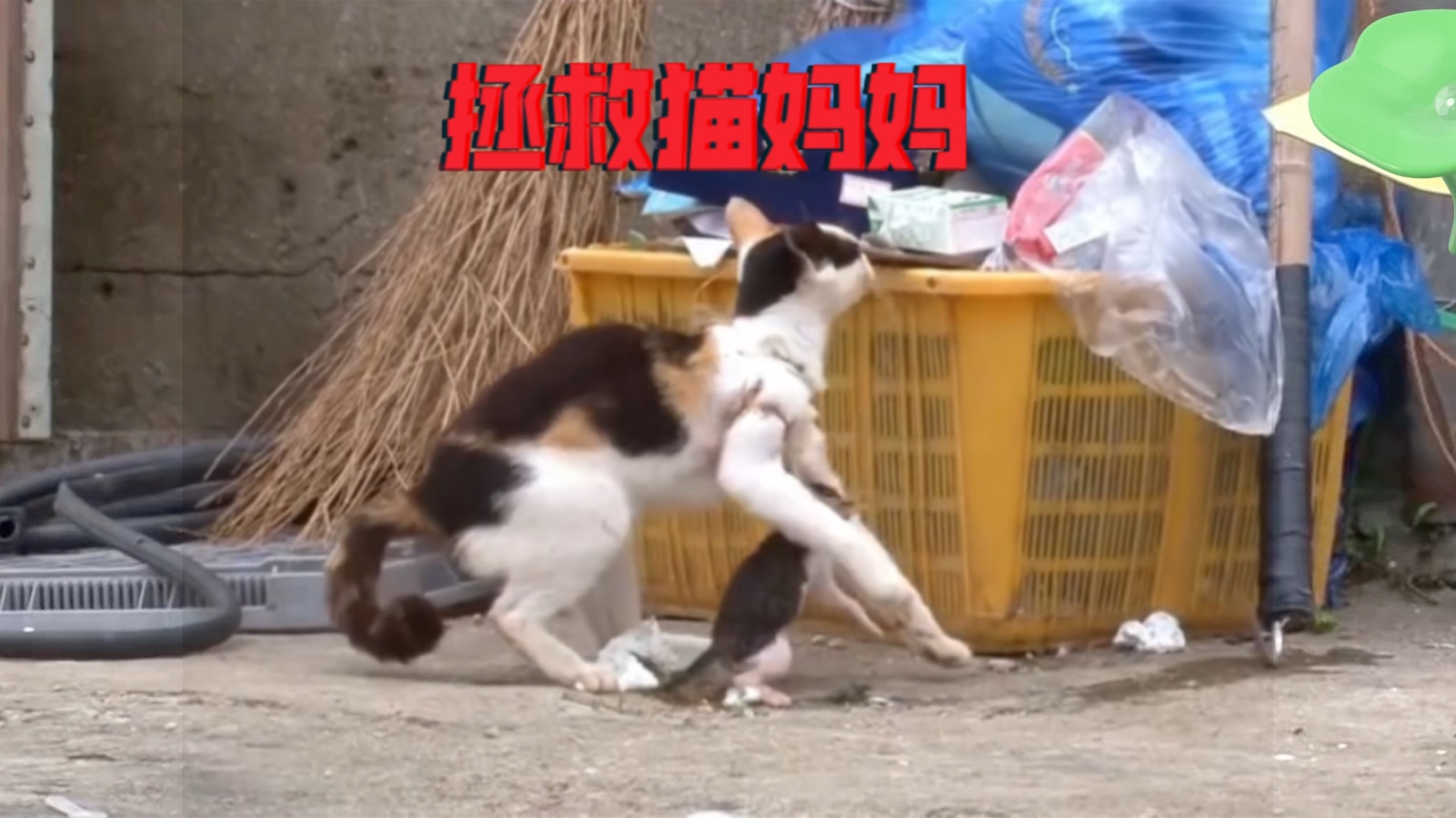 猫妈妈叼小猫转移图片