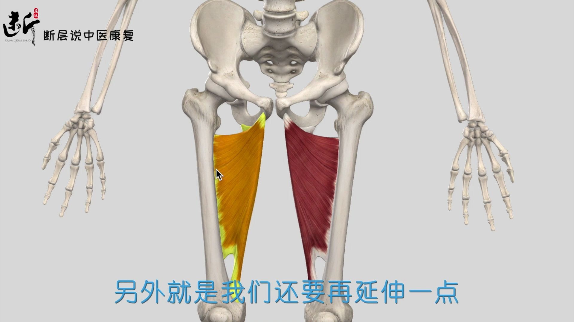 每日一肌大收肌上大腿根疼痛腹股沟疼痛大腿内侧痛怎么办这块肌肉你