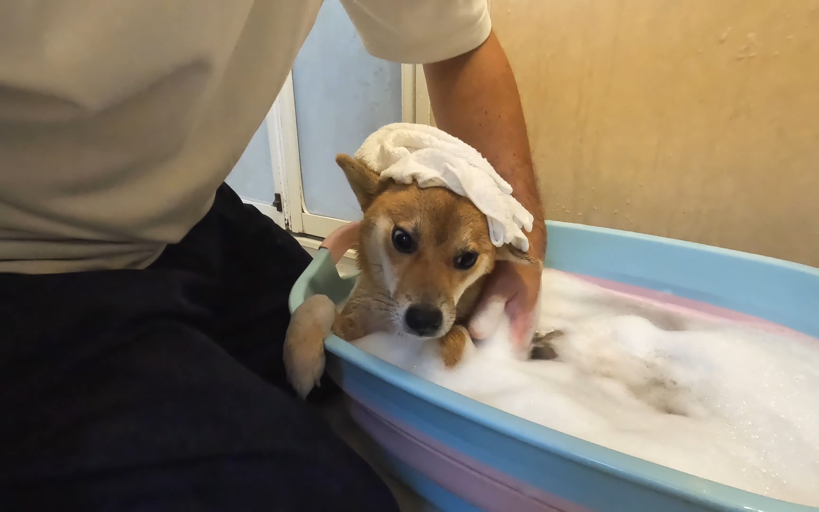 【柴犬小夏】给被虫粘着浑身黏糊糊的柴犬洗澡后她超放松(柴犬小夏1岁