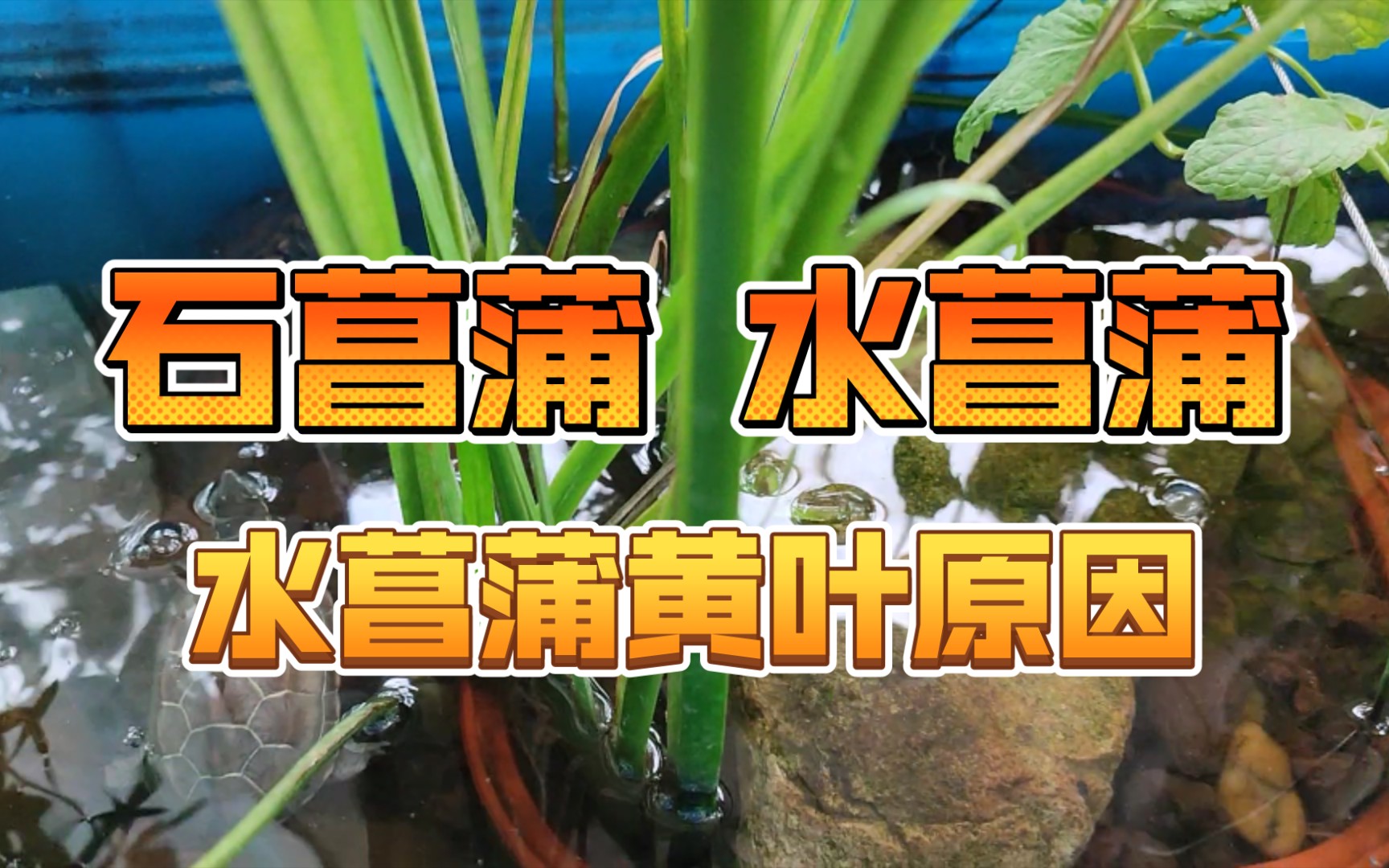 [图]【生态龟缸】石菖蒲和水菖蒲的区别，古法养龟水菖蒲出现黄叶烂根的3个原因和解决方法。利用水菖蒲净化乌龟缸水质，水菖蒲的正确栽种方法。古法养龟，生态龟缸环境视频