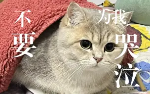 Download Video: 小猫不慎坠楼，封窗为何被一提再提