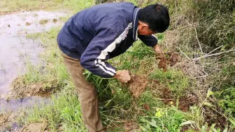 Скачать видео: 什么牧草喂牛犊好？水沟边到处都是，挖回去建放牧场