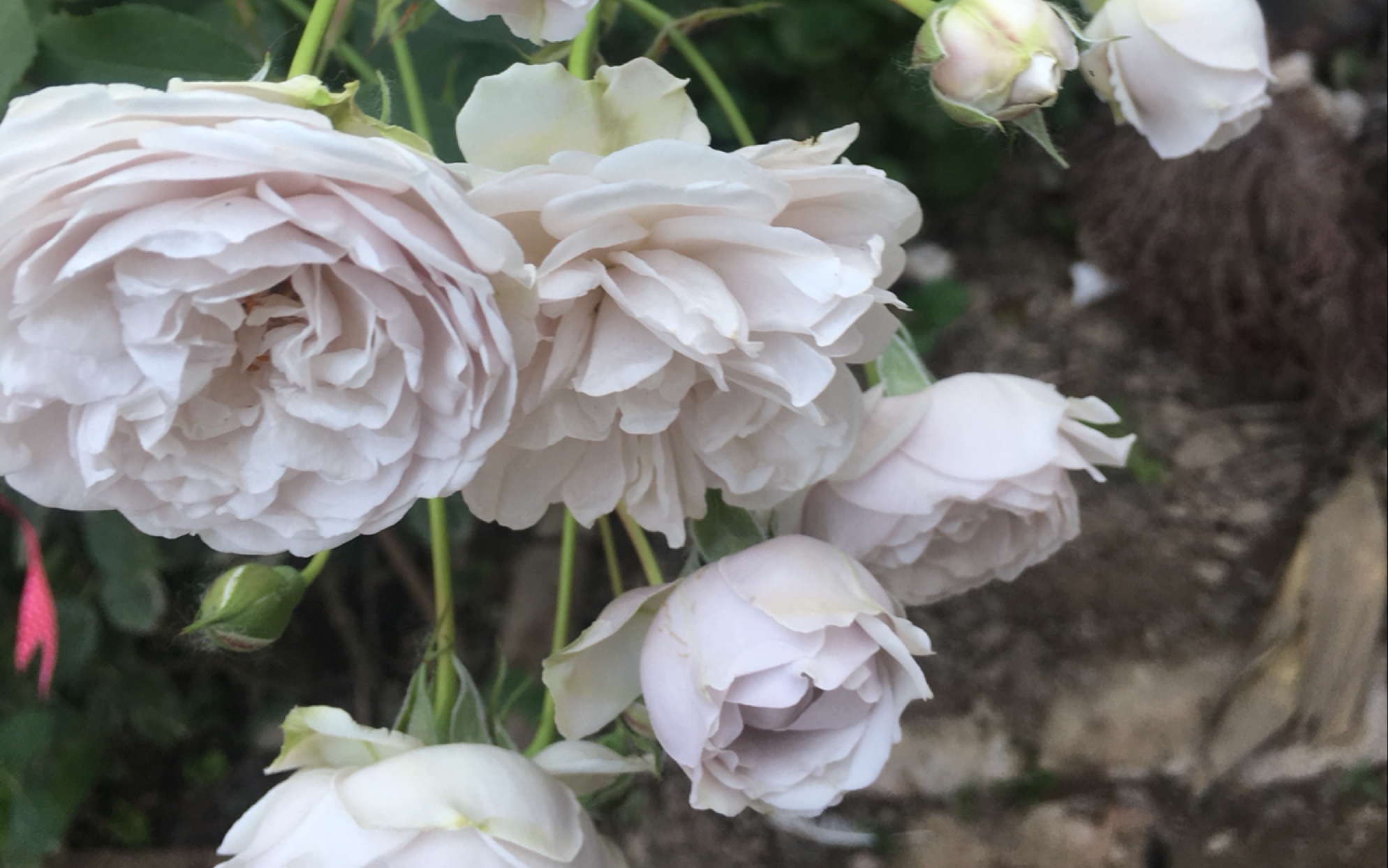 月季灰熊_哔哩哔哩_bilibili