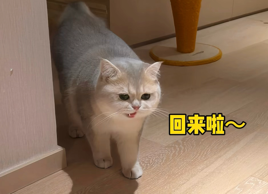 小猫咪的叫声简直是天籁!哔哩哔哩bilibili