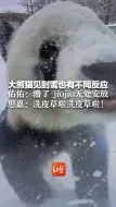 Tải video: 大熊猫见到雪也有不同反应 佑佑：懵了 jiojio无处安放 思嘉：洗皮草啦洗皮草啦！