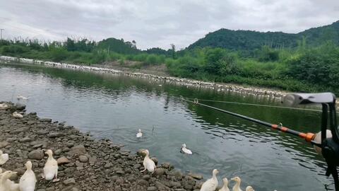 广东一日四季 路亚一天不龟 哔哩哔哩 Bilibili