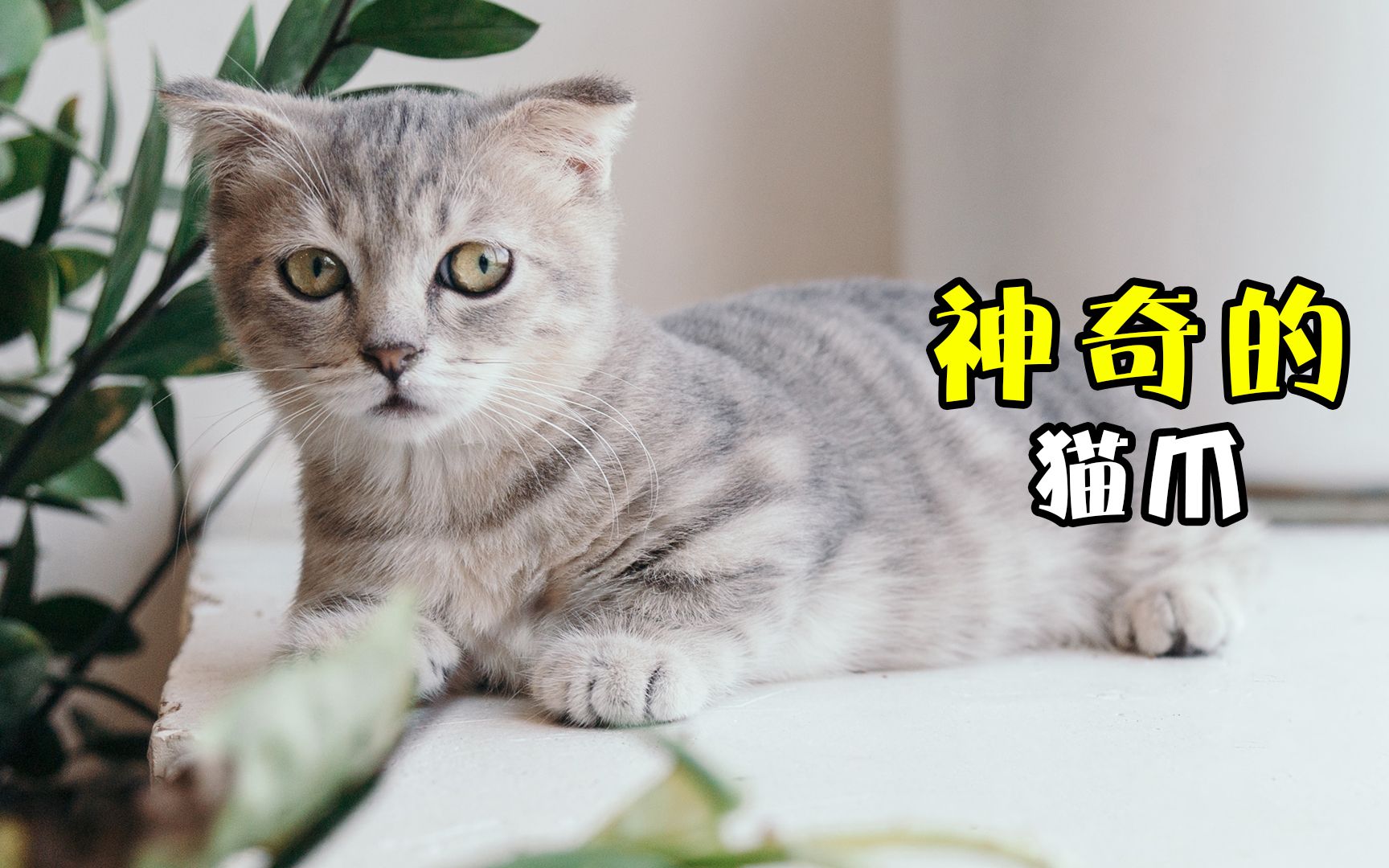 猫咪的爪子可不单单是卖萌,还有很多神奇的作用~哔哩哔哩bilibili