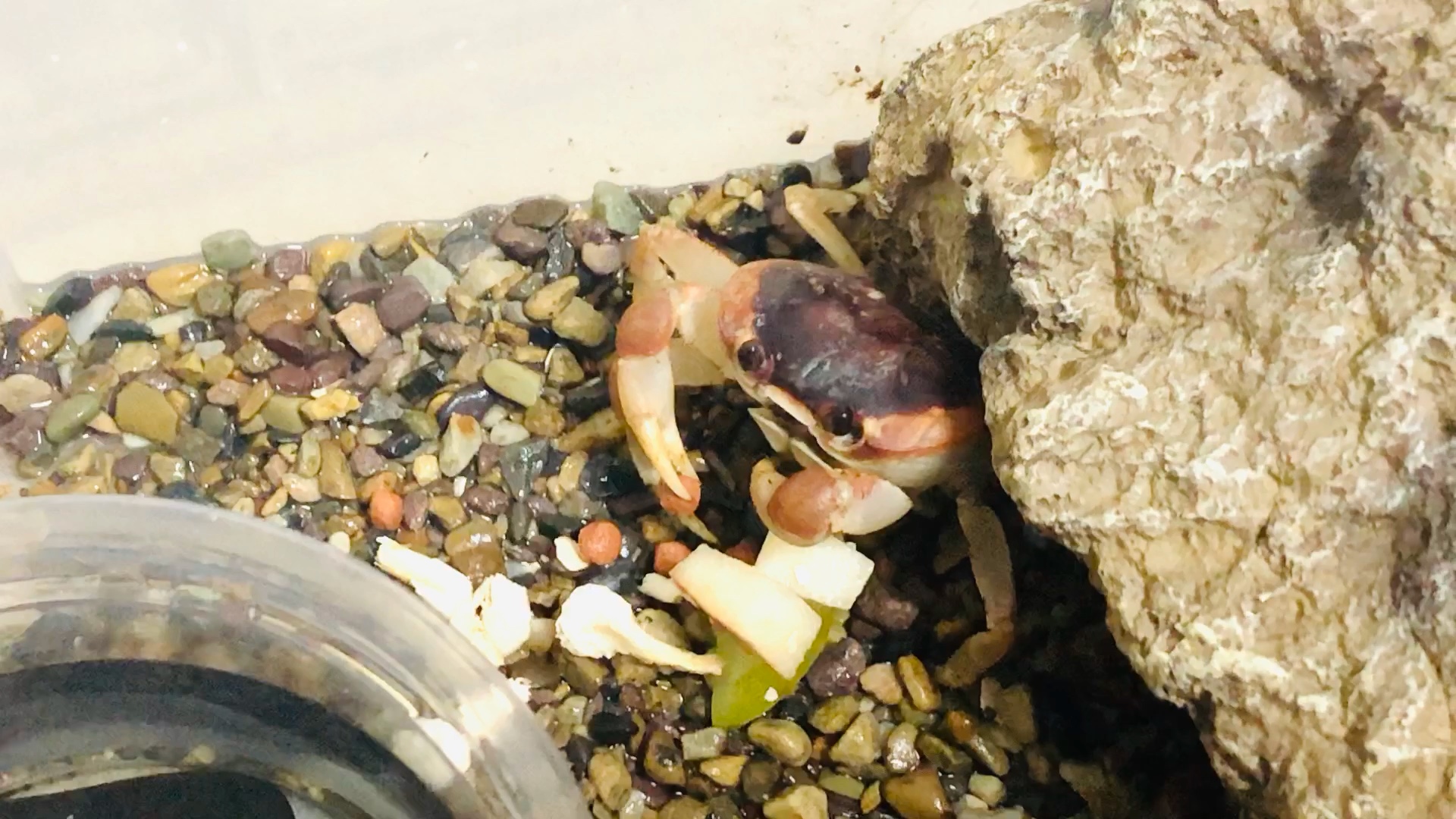 【侧身地蟹】超喜欢看侧身干饭的～憨憨的巨可爱(~ε(#~)~ 2021.7.17