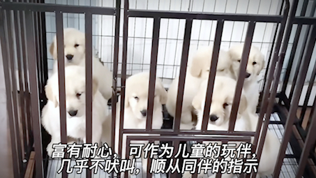 金毛寻回犬哔哩哔哩bilibili