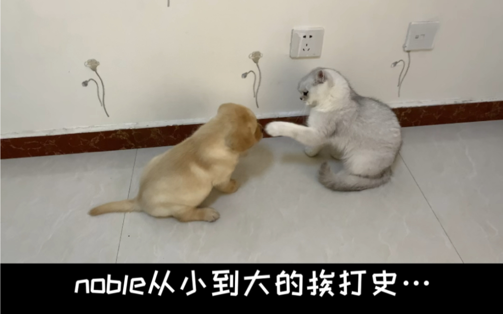 noble:看了视频我才知道原来我这么惨…哔哩哔哩bilibili