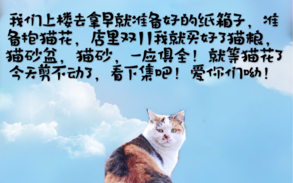 准备动手!猫花跟我走吧哔哩哔哩bilibili