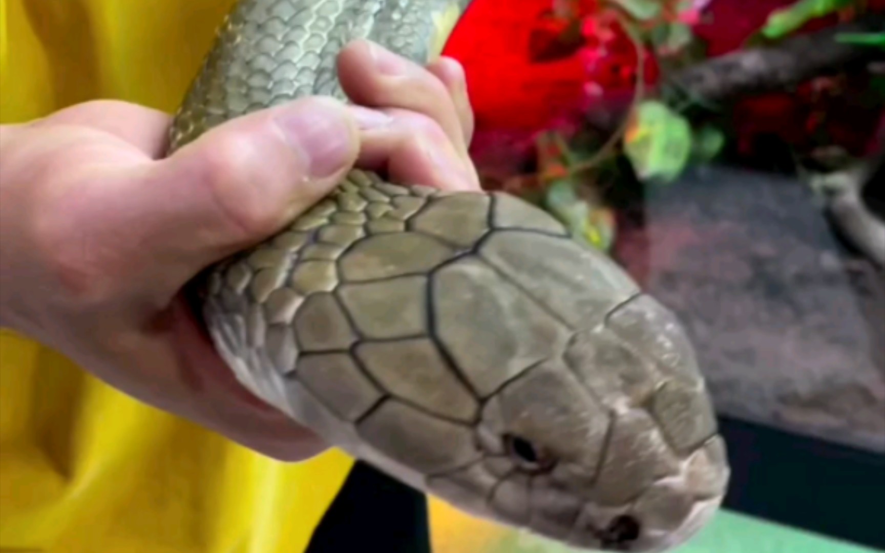 看大佬帮【眼镜王蛇】蜕皮_哔哩哔哩_bilibili