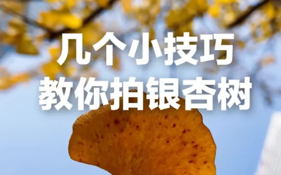 银杏树怎么拍,几个技巧轻松学会!哔哩哔哩bilibili