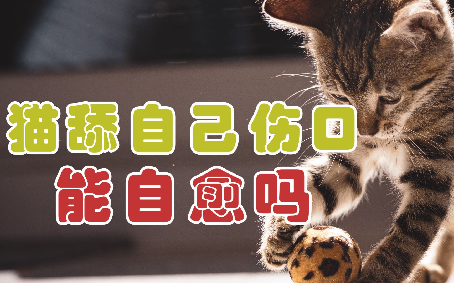 猫舔自己伤口能自愈吗