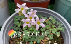 【酢浆草】33——11月19日部分早花2