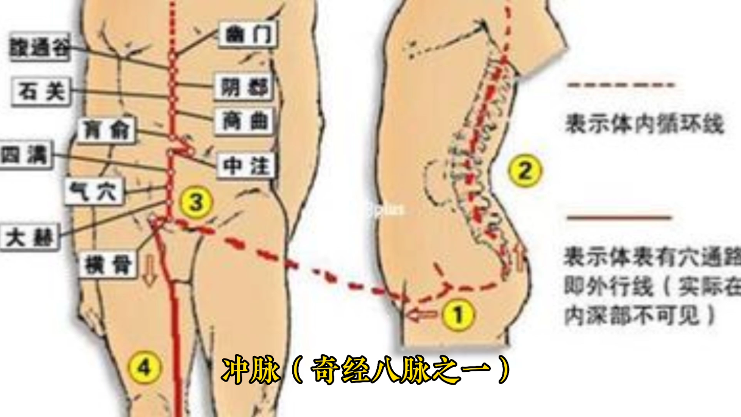 冲脉(奇经八脉之一)哔哩哔哩bilibili