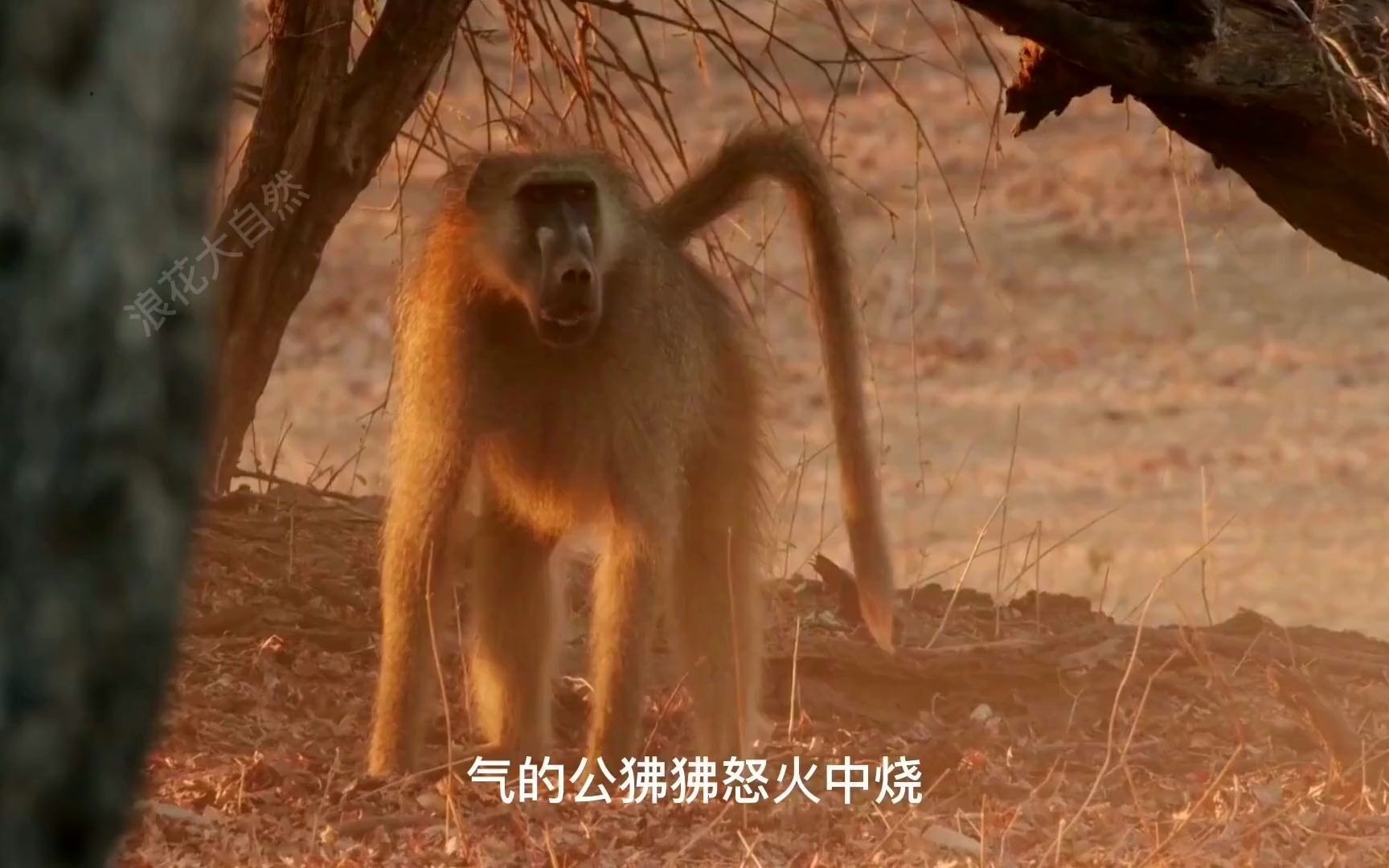 血性十足的公狒狒,为保护族群不惜单挑入侵的野狗群,属实霸气