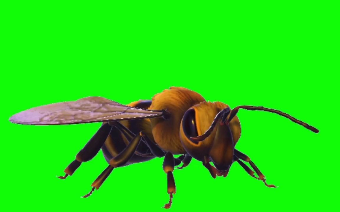 绿幕素材必剪内搜索绿幕蜜蜂3d即可使用此物料