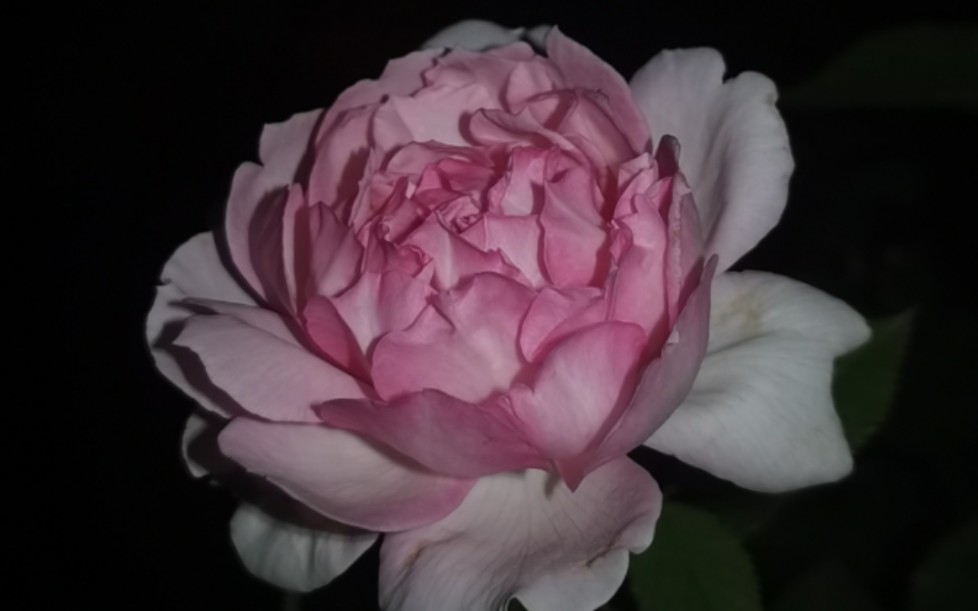 木村卓功"玛莎"的秋花