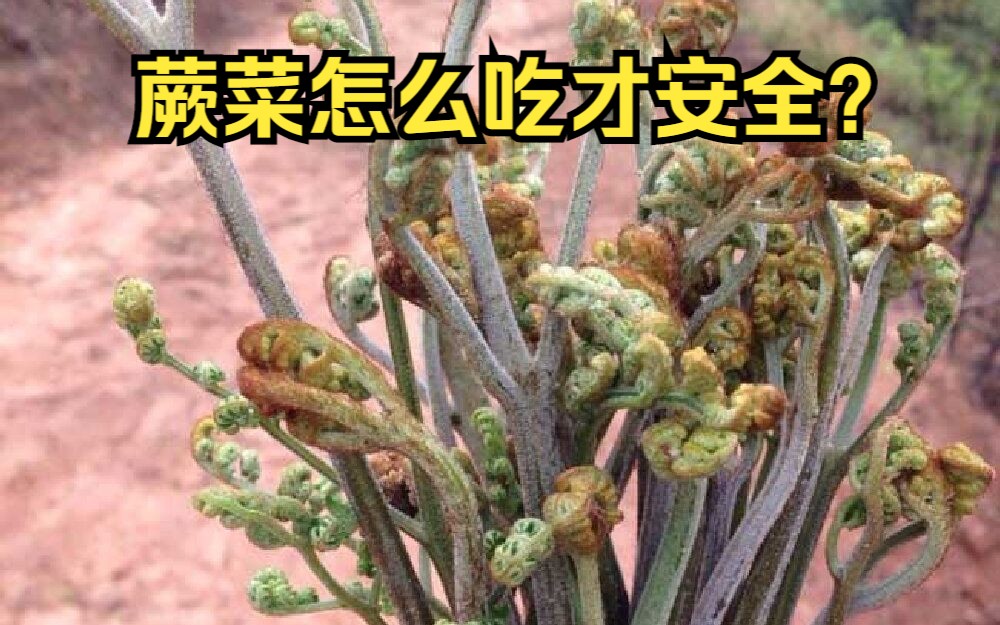 厥菜营养图片