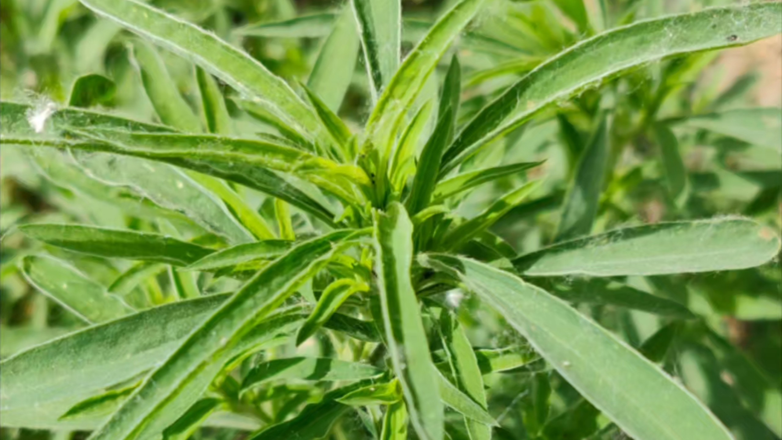河边的扫帚苗都长出来了,有没有想吃的,它可是拍照不用开美颜的野菜