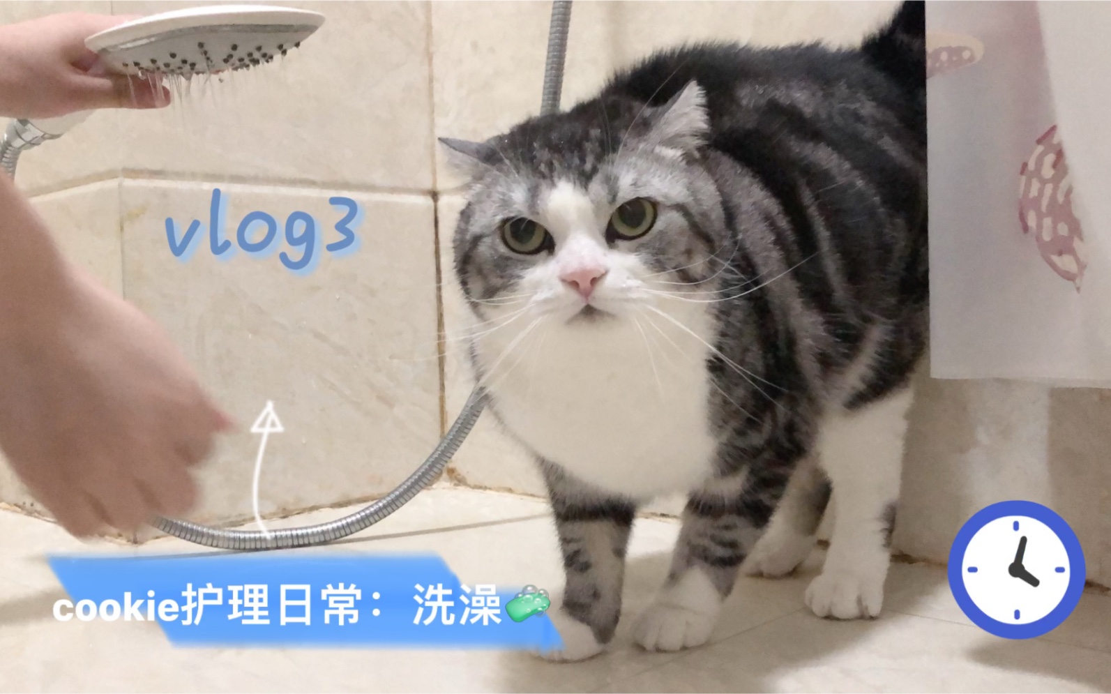 怎么给猫洗澡? 猫洗澡全过程:cookie变话唠哔哩哔哩bilibili