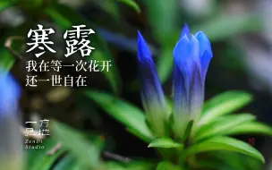 Download Video: 等一次花开，还一世自在