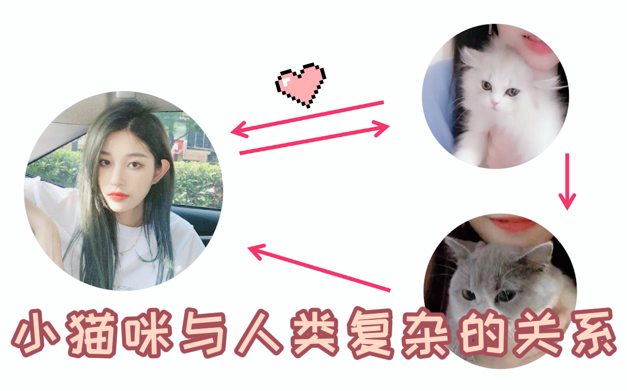 【SNH48王奕】小猫咪与人类复杂的关系 | 电台小王放飞乱点鸳鸯谱哔哩哔哩bilibili