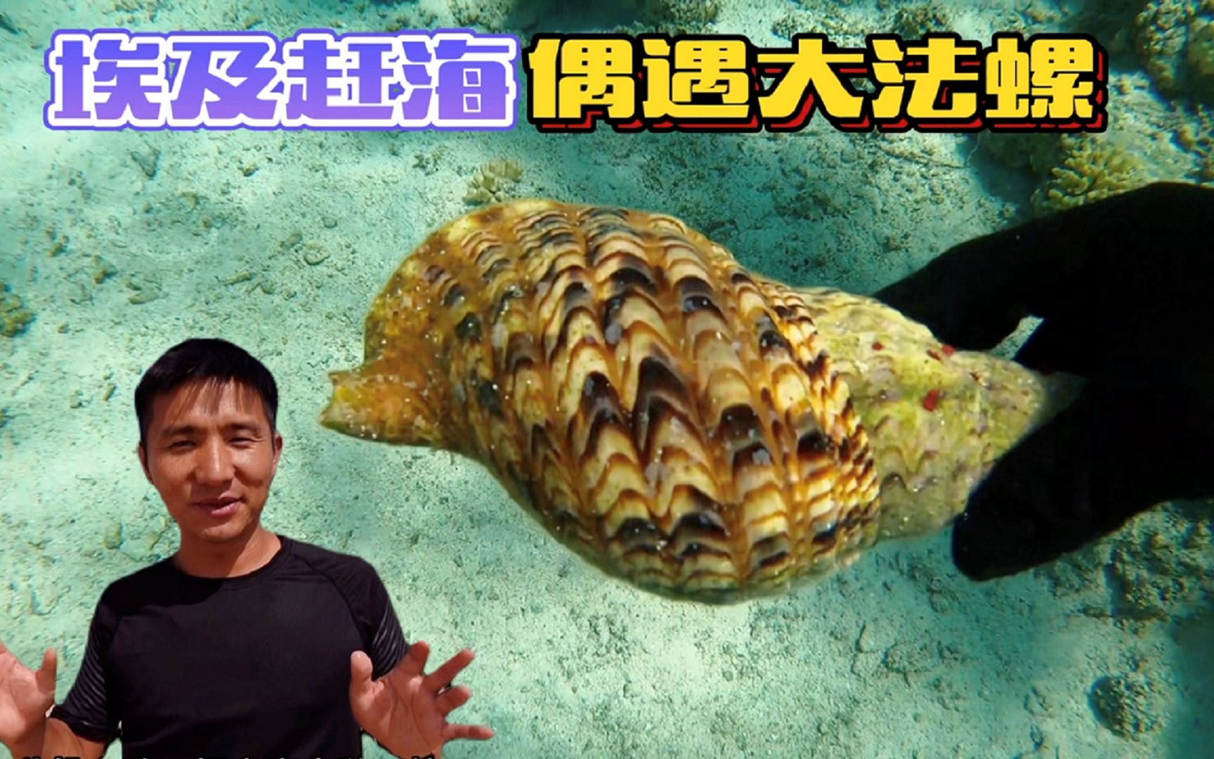 [图]《环球探岛记》埃及~第25天：今天在红海赶海啊，惊喜无处不在！又让我看到不一样的海货！