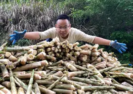 Скачать видео: 笋子快过季了总以为不长了，没想到还能遇到笋窝，运气爆棚了