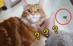 Tải video: 橘猫再馋也得知道有些东西不能吃吧？比如屎