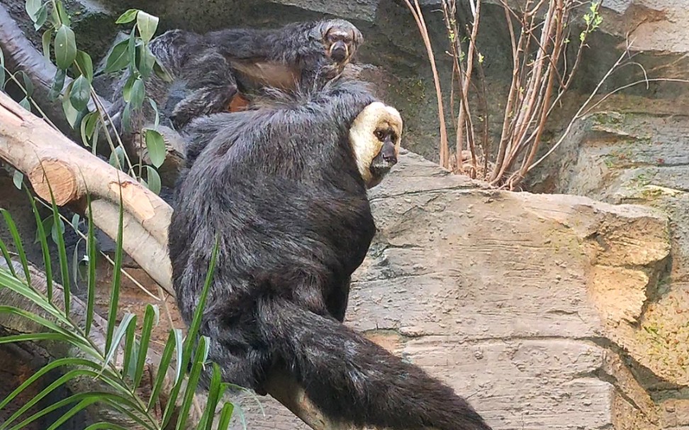 【白面僧面猴】杜杜一家三口